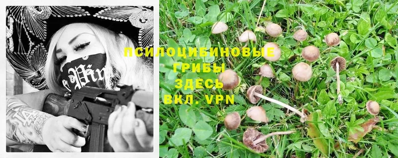 купить наркоту  Апрелевка  Галлюциногенные грибы Psilocybe 